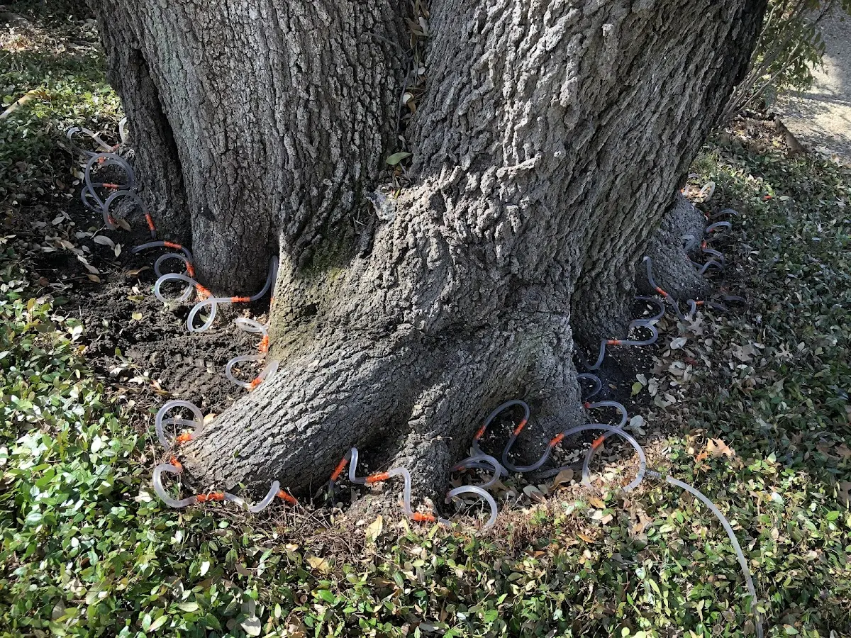 Detailed Tree Cabling and Bracing job site in Sharptown