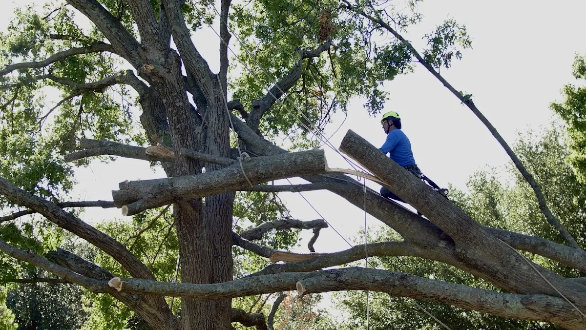 Professional Hazardous Tree Removal performed by certified arborists in Sharptown