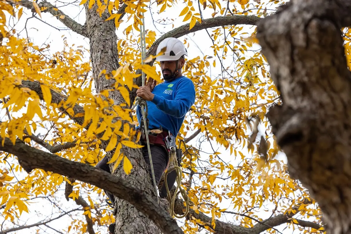 Skilled Tree Pruning crew working in Sharptown